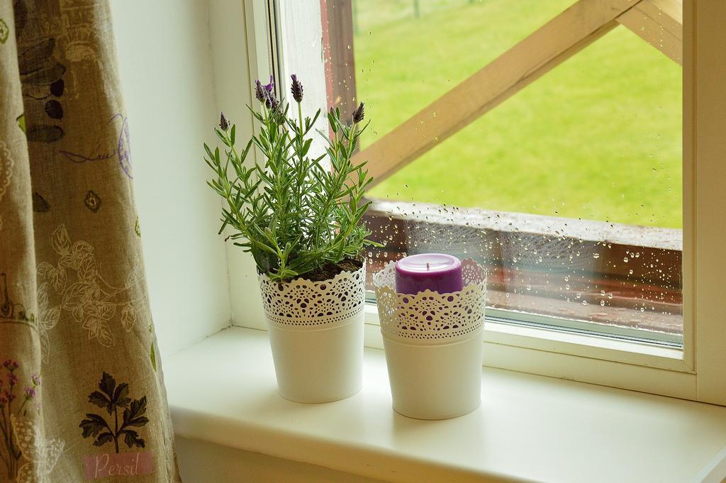 Lavandula Palanga Phòng bức ảnh